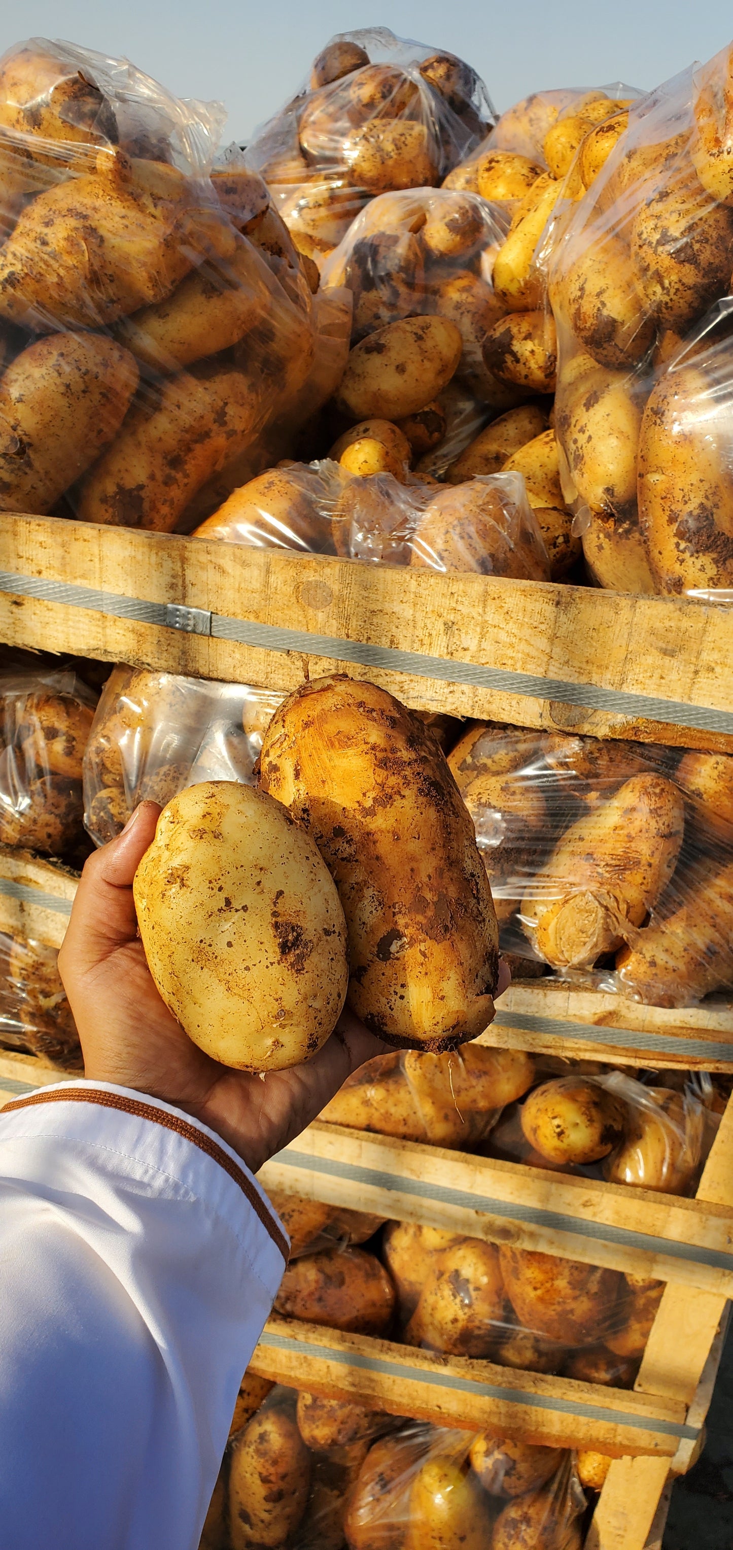 Potato/ Syria 0.5kg بطاطا سوري