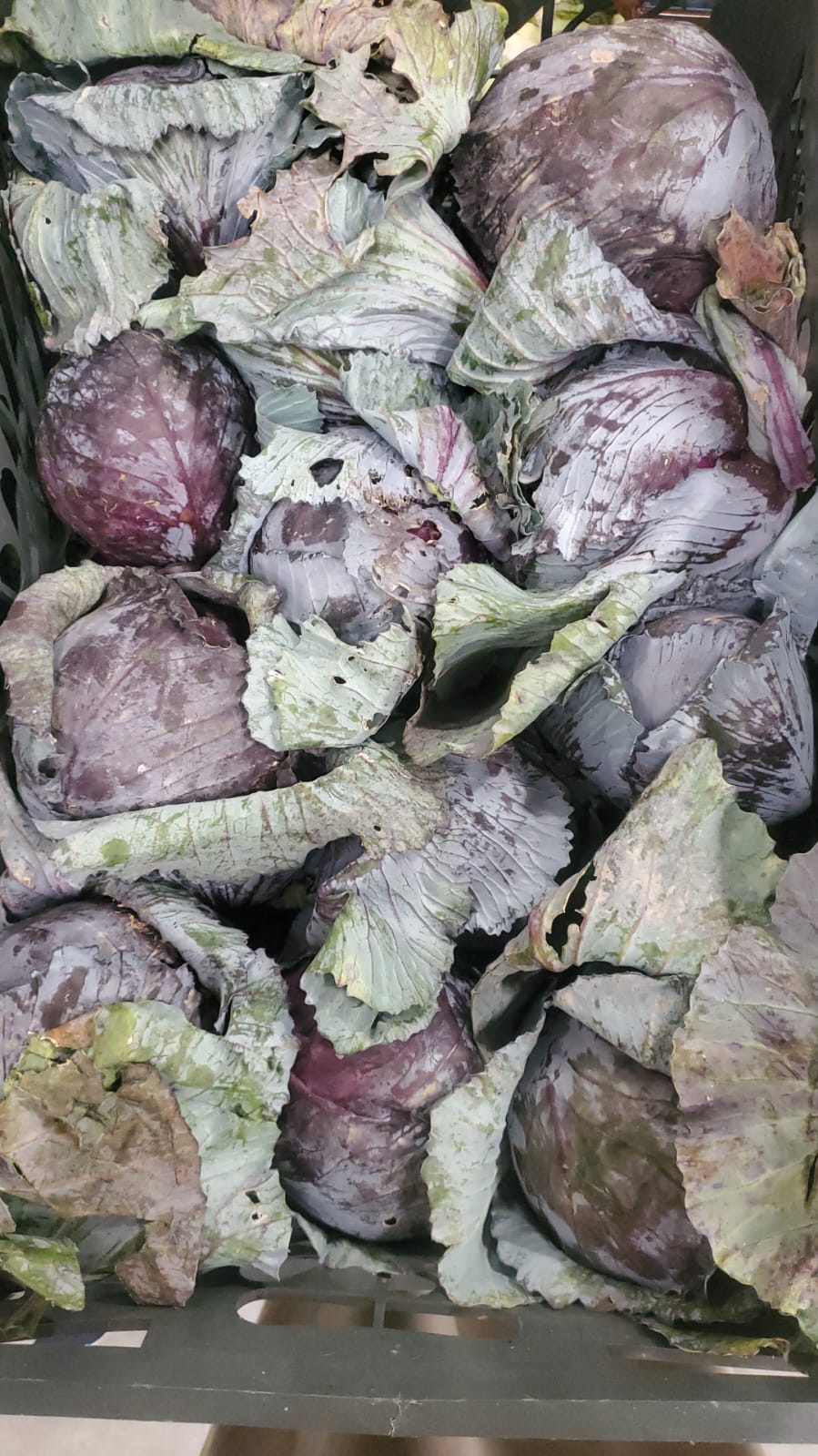 Cabbage Red/ Iran 10-12kg ملفوف أحمر إيراني
