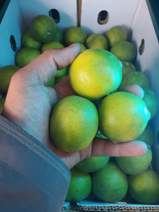 ((Citrus limettioides)) Oman 0.5kg سفرجل عماني