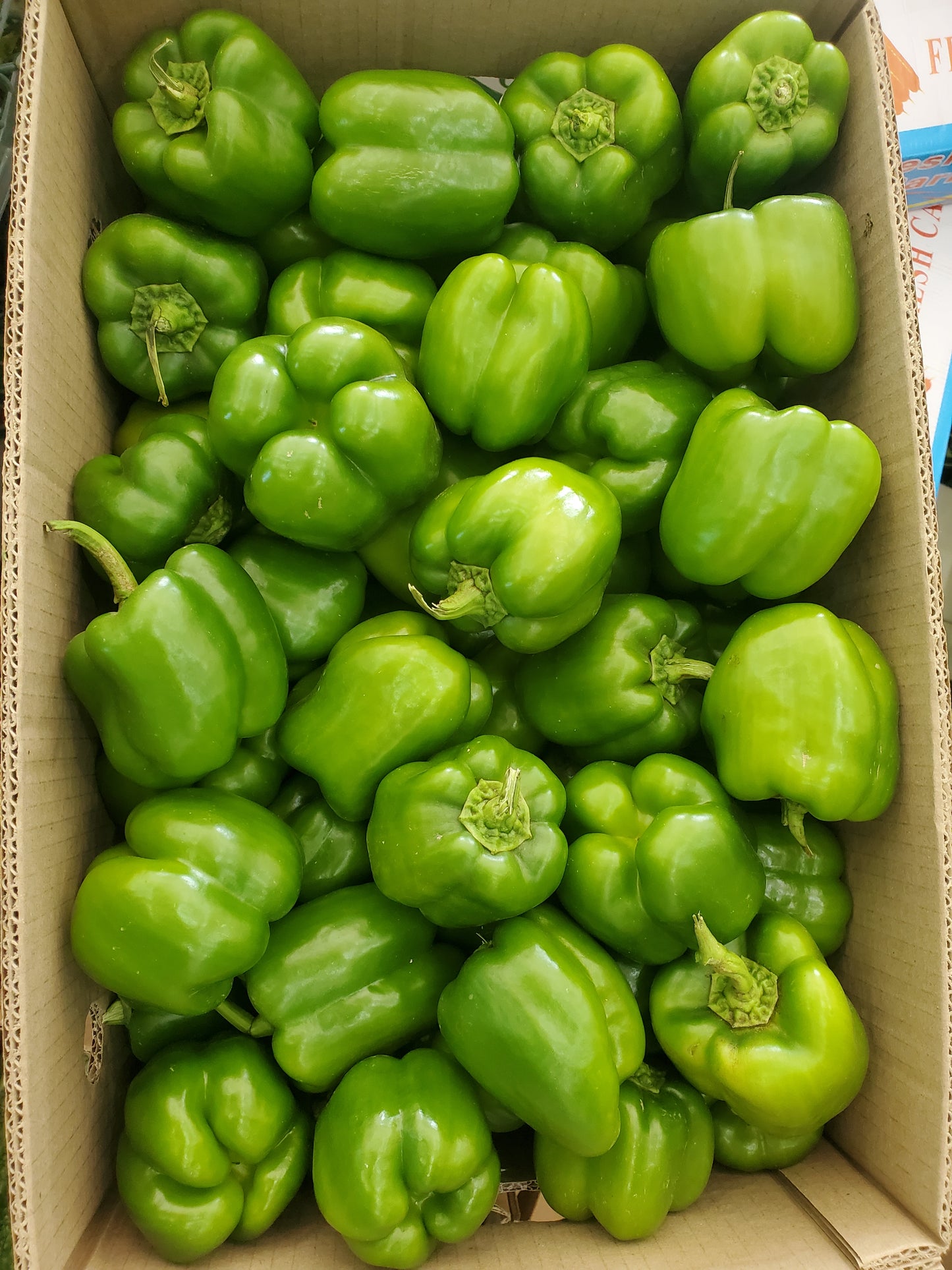 Bell Pepper 5-6Kg فلفل رومي سلة