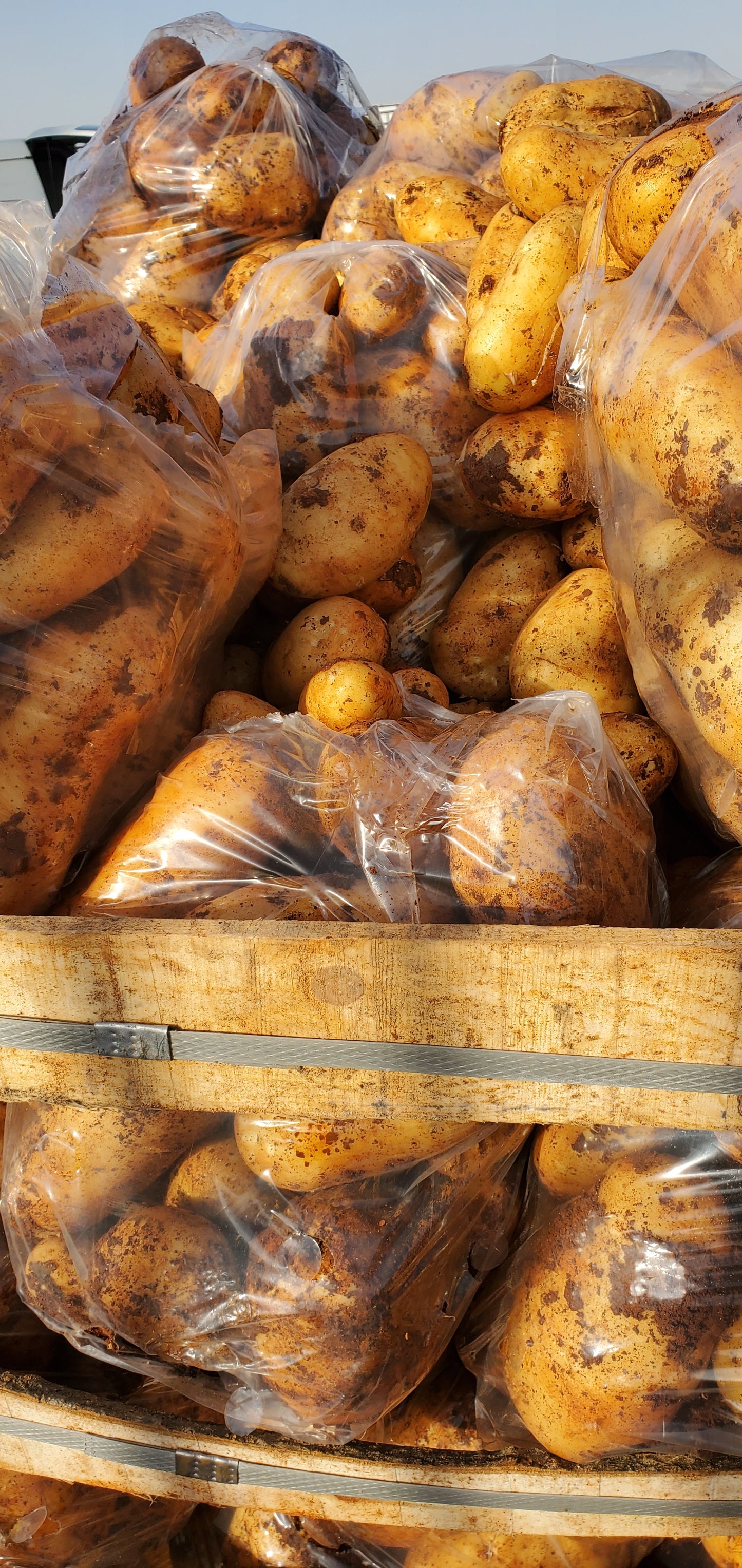 Potato/ Syria 0.5kg بطاطا سوري