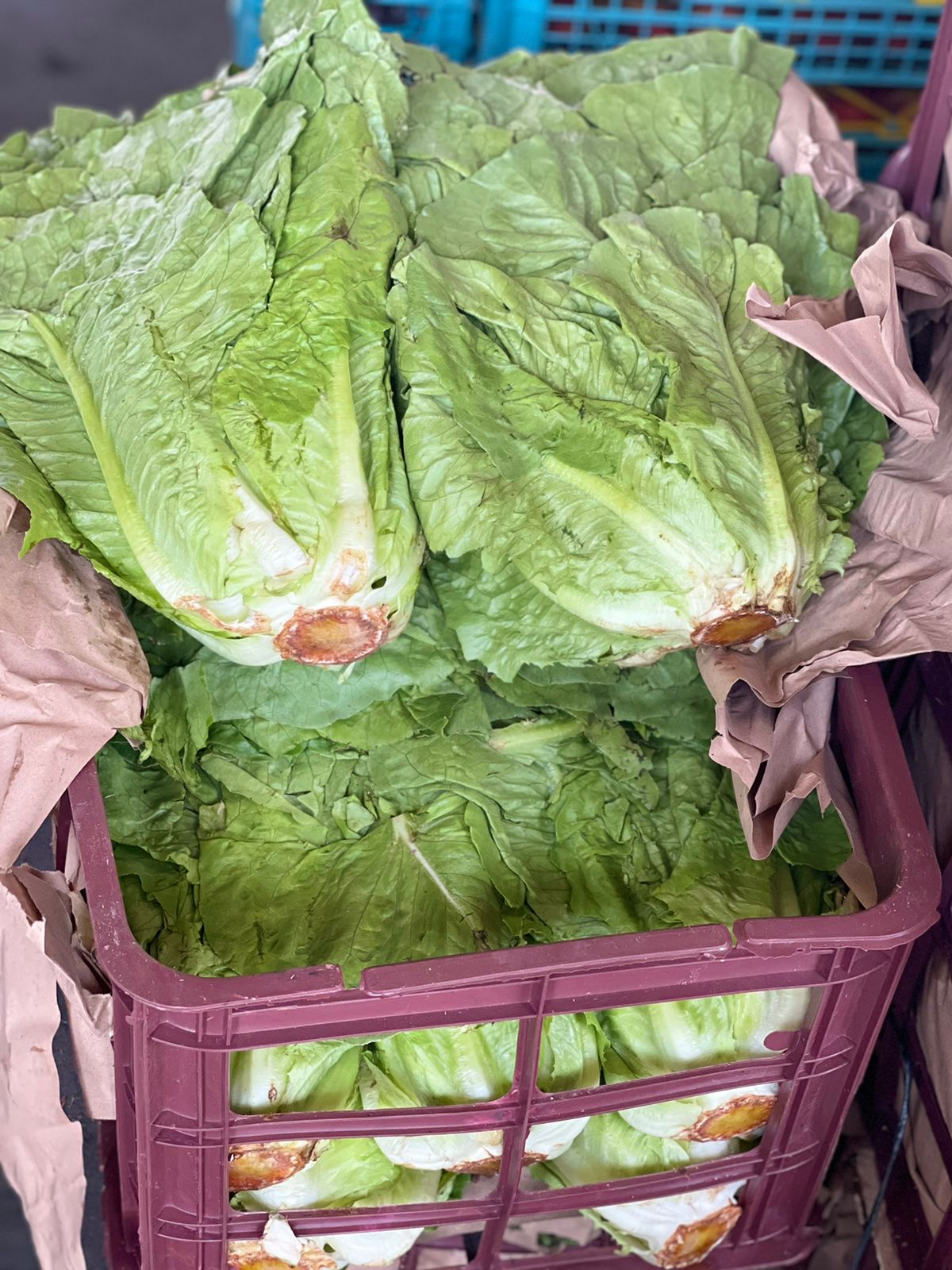 Leaves (Lettuce)Iran /8-9kg خس ايراني