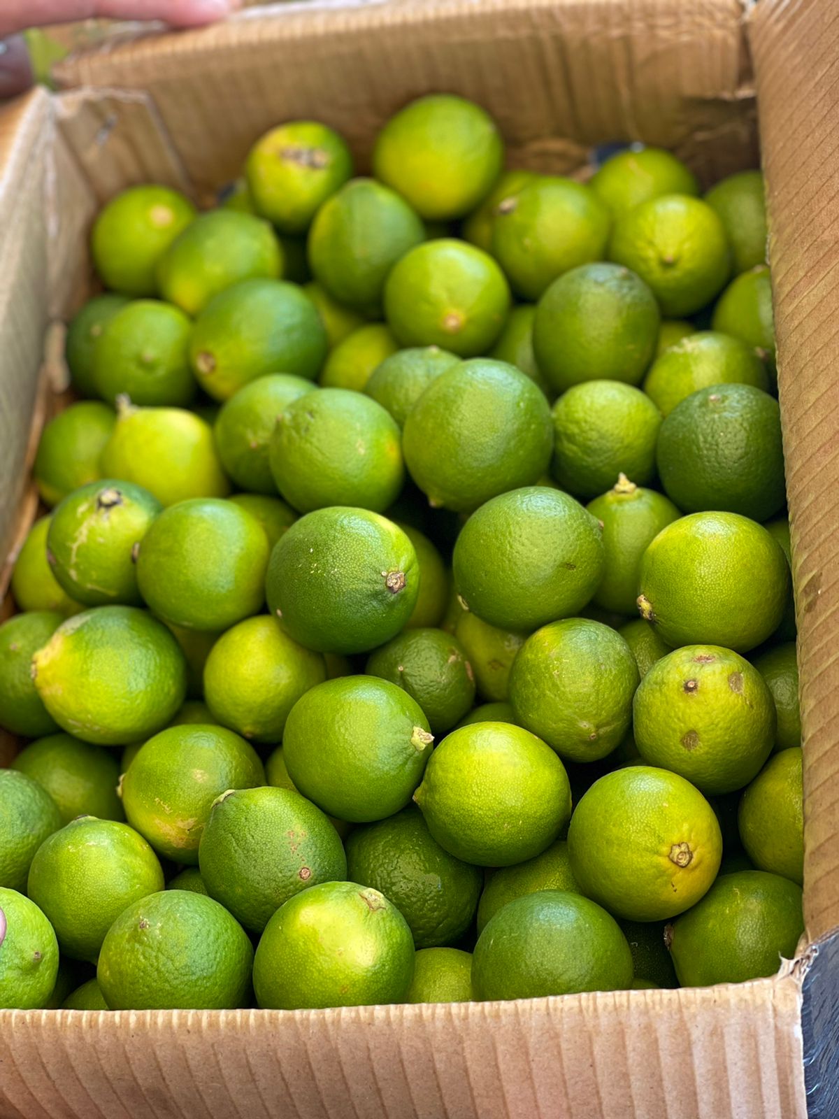 Lemon/ Vietnam 4.5kg ليمون ڤيتنام