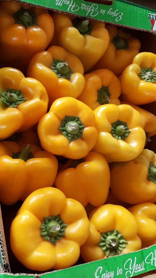 Bell Pepper (Yellow)/ 10Pc فلفل اصفر