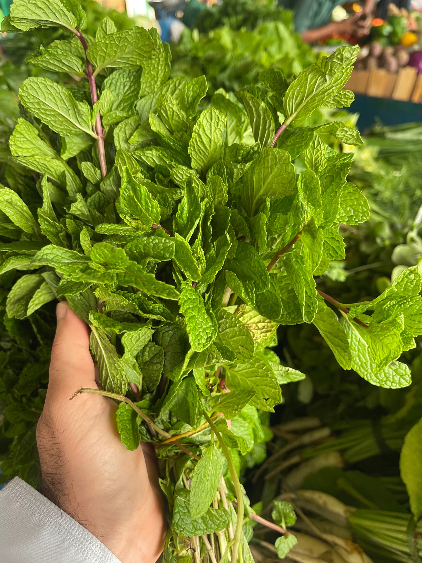 Leaves (Mint) Oman bunch  نعناع عماني ربطة