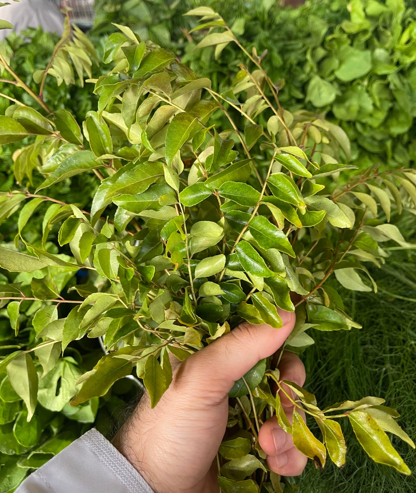 Leaves(Curry)bunch  اوراق كاري(غار)ربطة