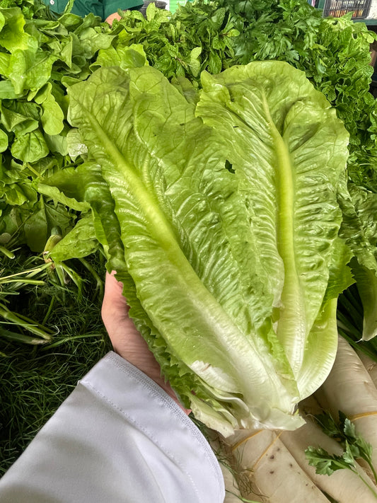 Leaves(Lettuce) 1pc خس حبه