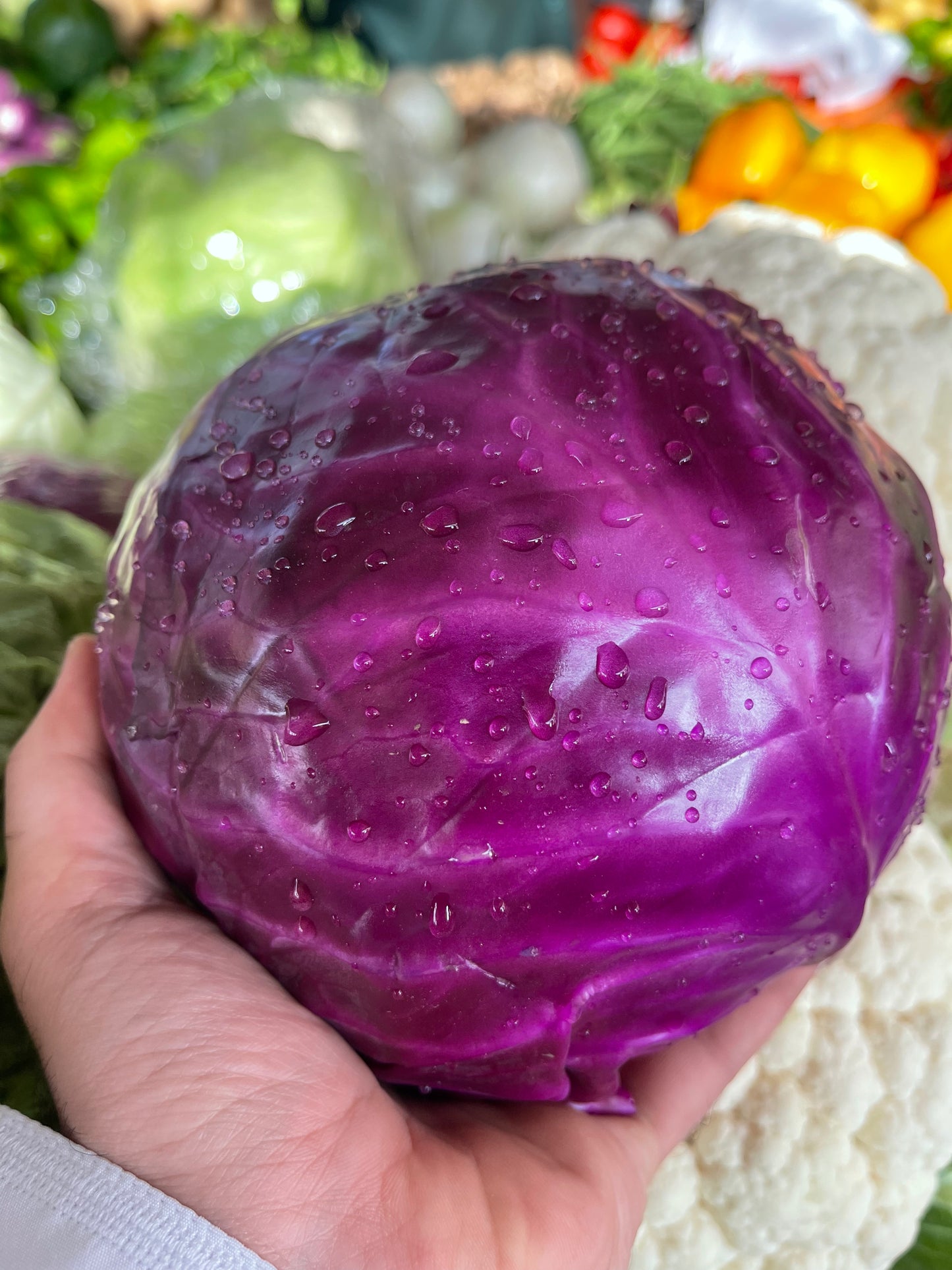 Cabbage (Red) pc ملفوف احمر حبة