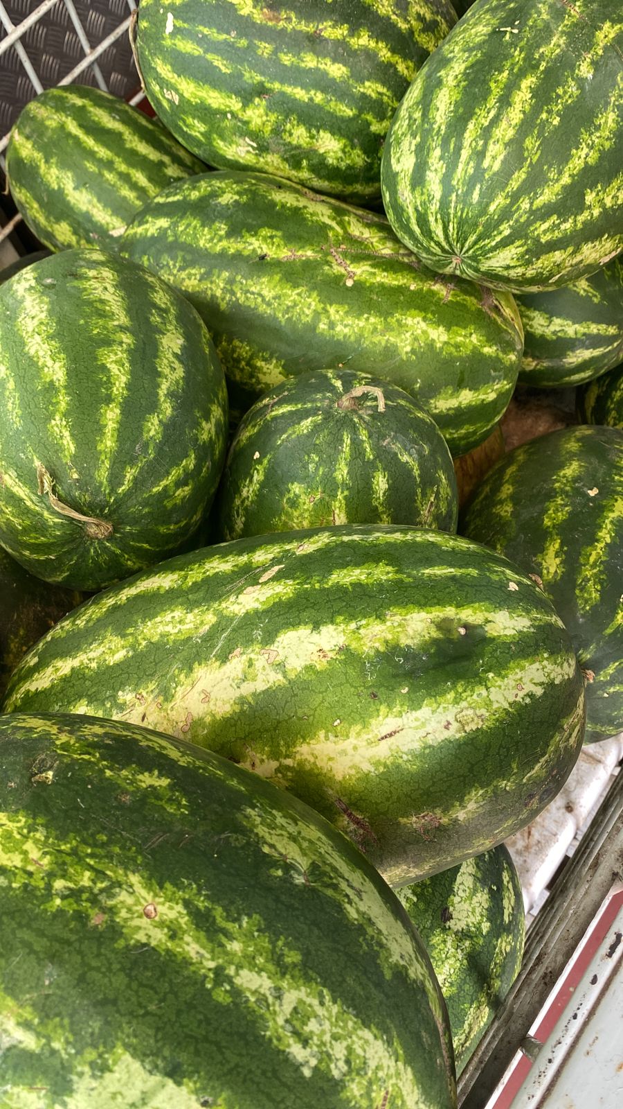 Watermelon 7-10kg بطيخ