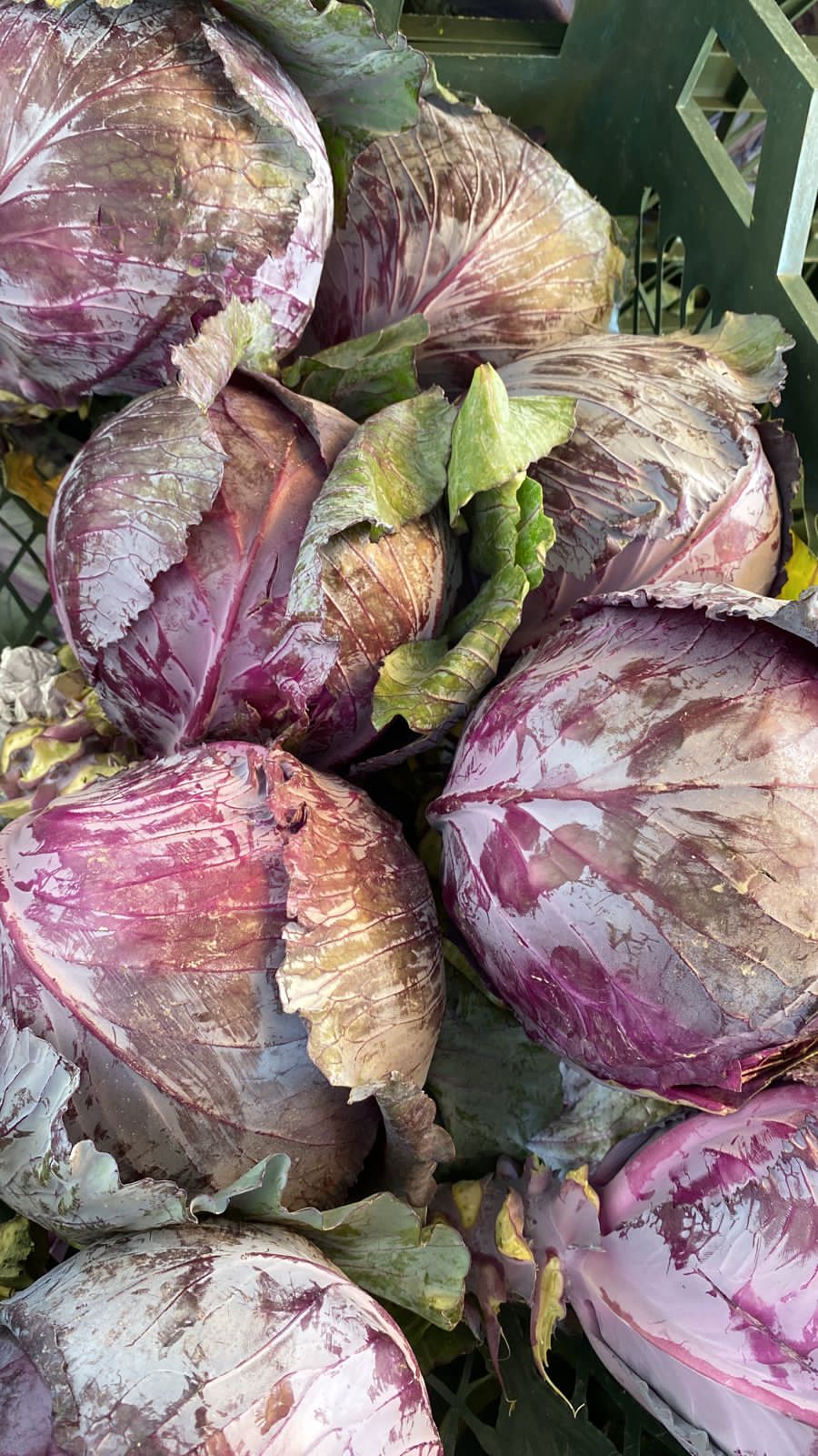 Cabbage (Red)/Iran  ملفوف احمر ايراني