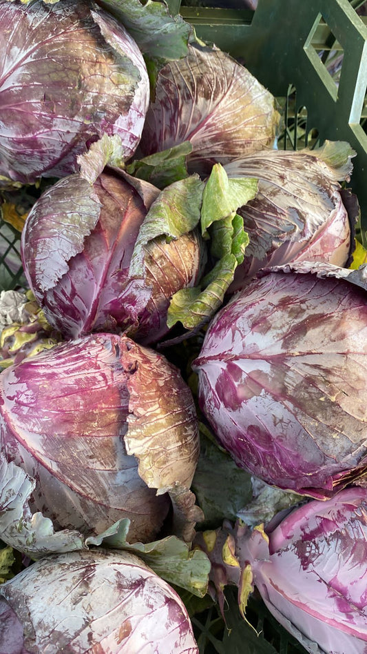 Cabbage (Red)/Iran  ملفوف احمر ايراني