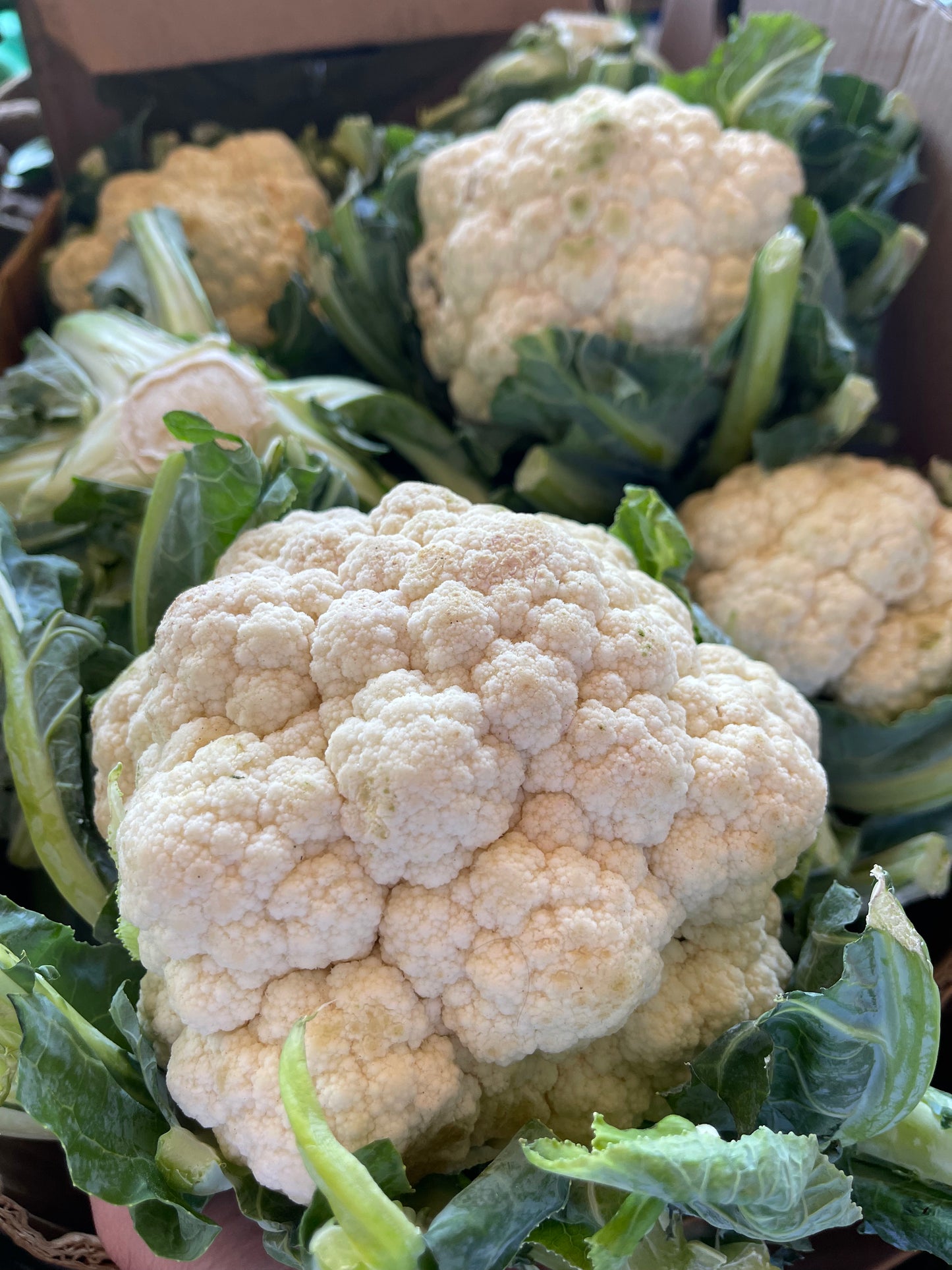 Cauliflower 1pc قرنبيط حبه