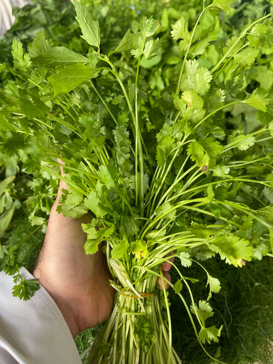 Leaves (Coriander) bunch كزبره/جلجلان ربطة