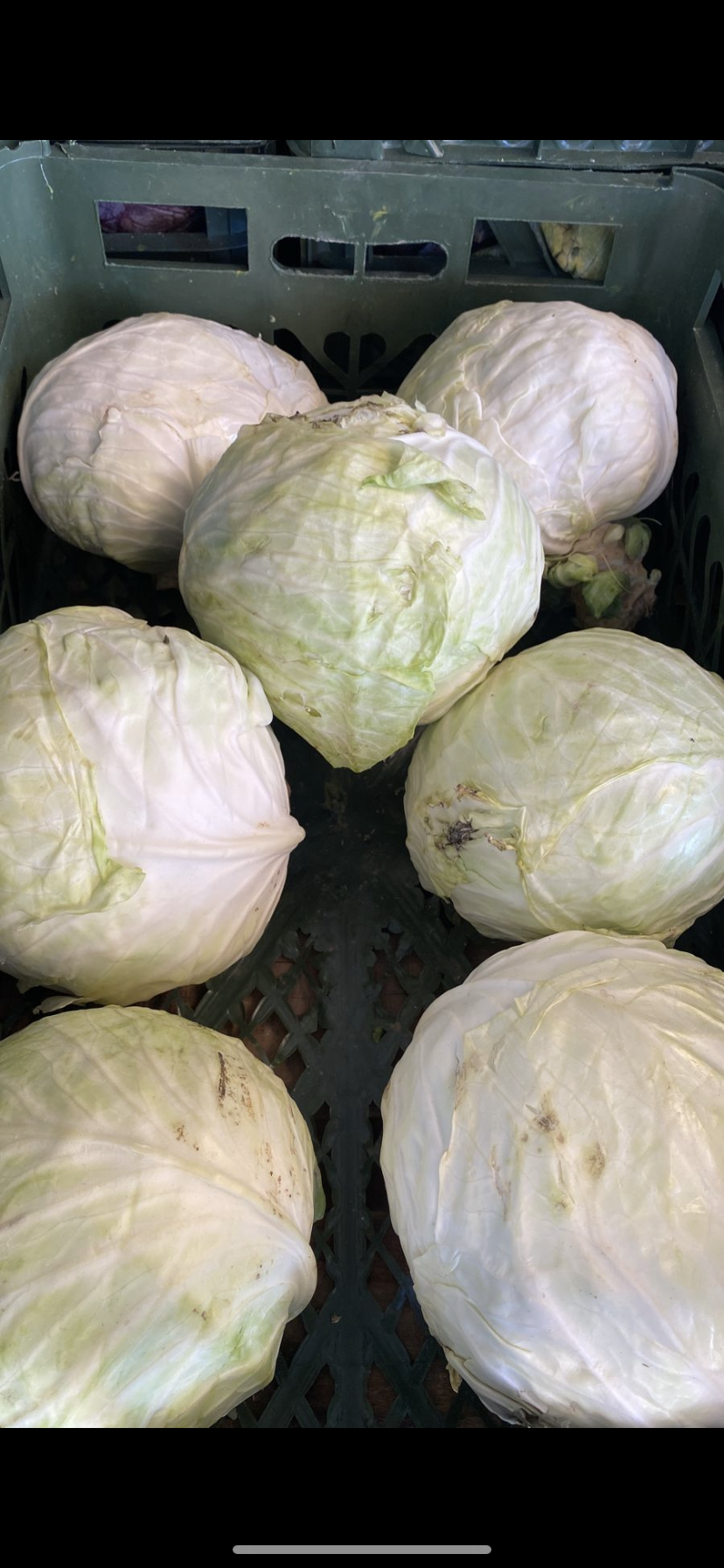 Cabbage Green 8-10kg ملفوف اخضر